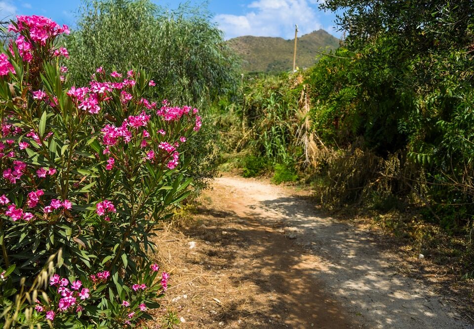 macchia mediterranea